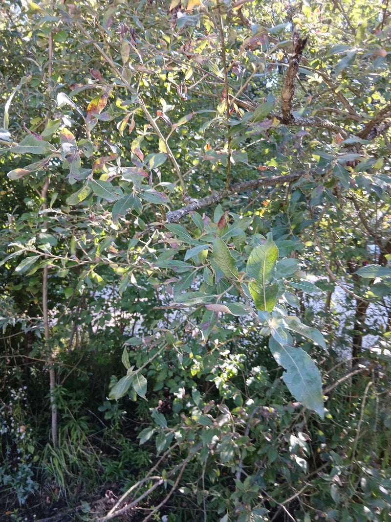 È visibile il ramo foglioso di un salice caprino nel suo ambiente naturale. Le foglie tipiche pendono da sottili rami alla luce del giorno.