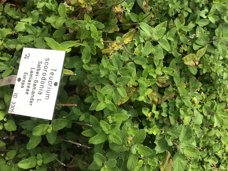 Salbei-Gamander — foto 1 di 1