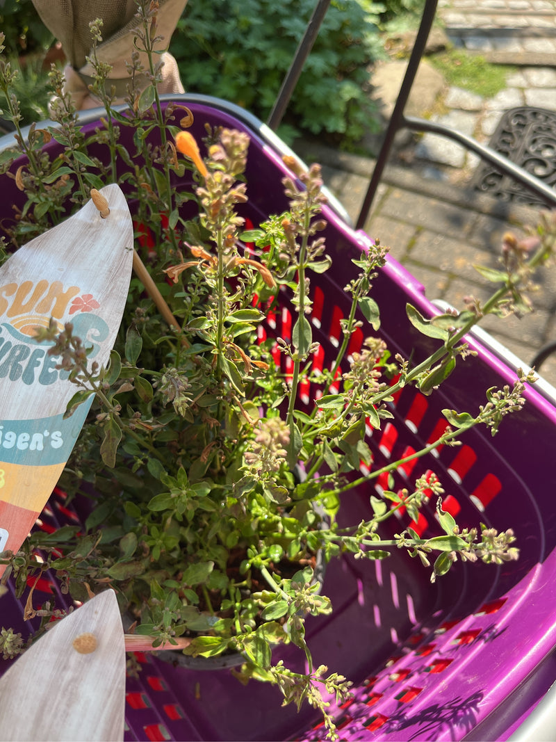 Salvia (genere) — Bild 1