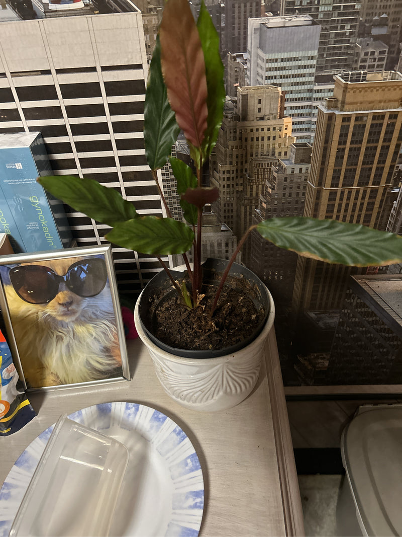 Si vede una Calathea rufibarba in un vaso di fiori bianco su un tavolo all'interno. La pianta mostra le sue tipiche foglie verdi allungate con una pagina inf...
