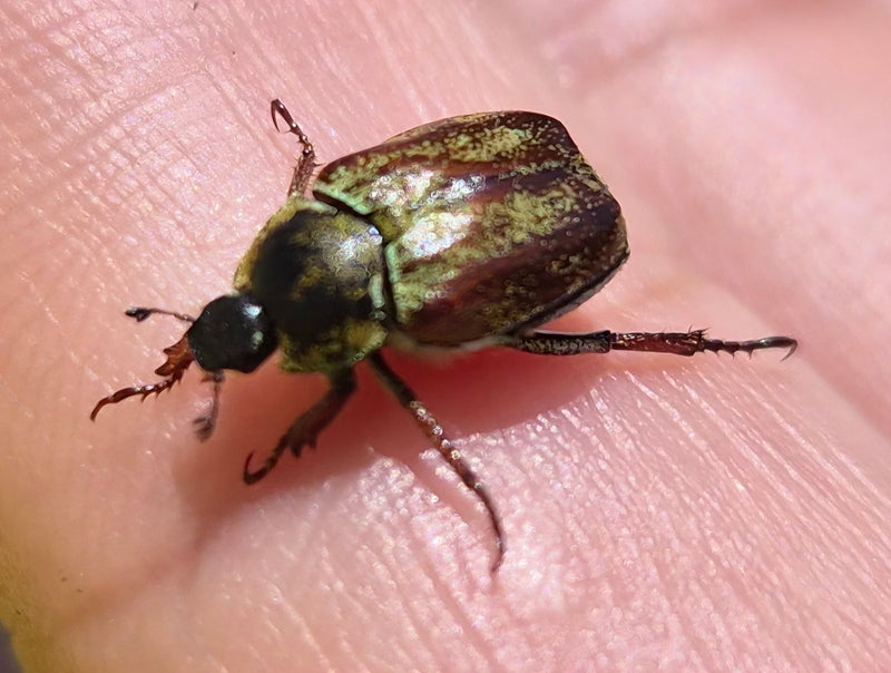 Scarabeo capriola — Bild 1