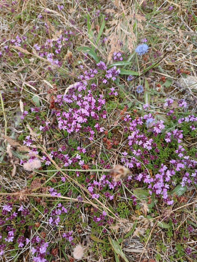La foto mostra il timo serpillo in fiore con piccoli fiori viola su terreno secco. La pianta cresce bassa sul terreno tra erba secca.