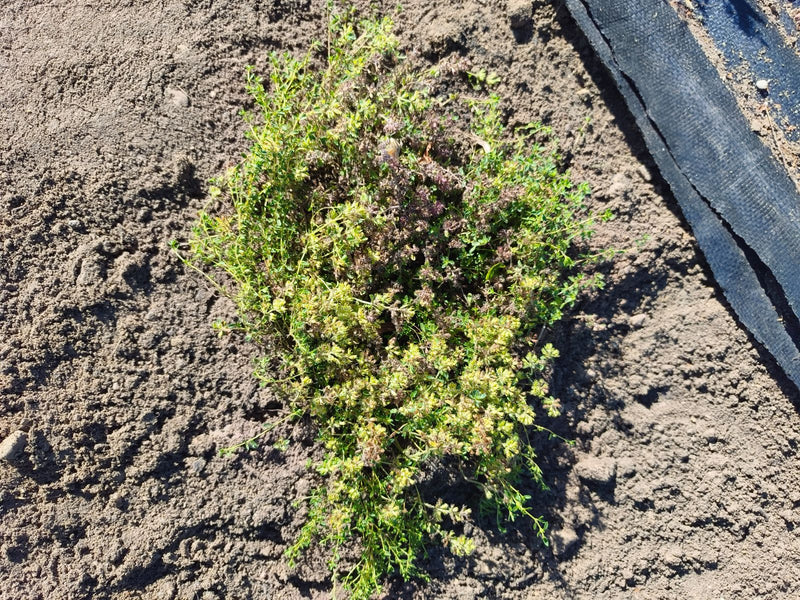 Si vede una pianta di serpillo dall'alto, che cresce su terreno sabbioso. Accanto alla pianta c'è una striscia scura.