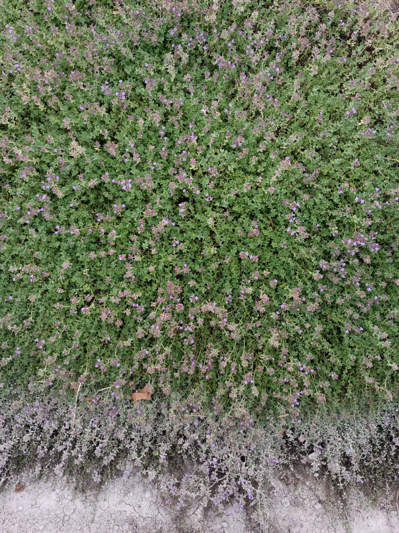 L'immagine mostra un denso tappeto di serpillo con molti piccoli fiori viola. La pianta cresce bassa sul terreno.
