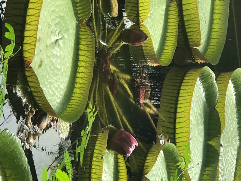 Ninfea gigante di Santa Cruz — foto 5 di 5