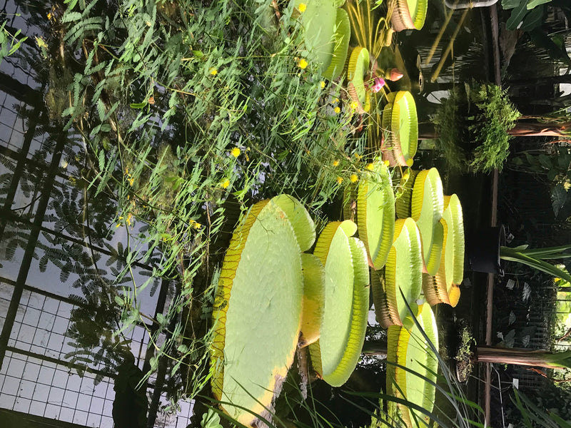 Ninfea gigante di Santa Cruz — foto 2 di 5