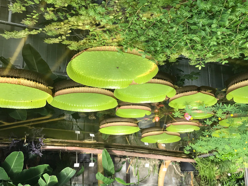 Ninfea gigante di Santa Cruz — foto 4 di 5