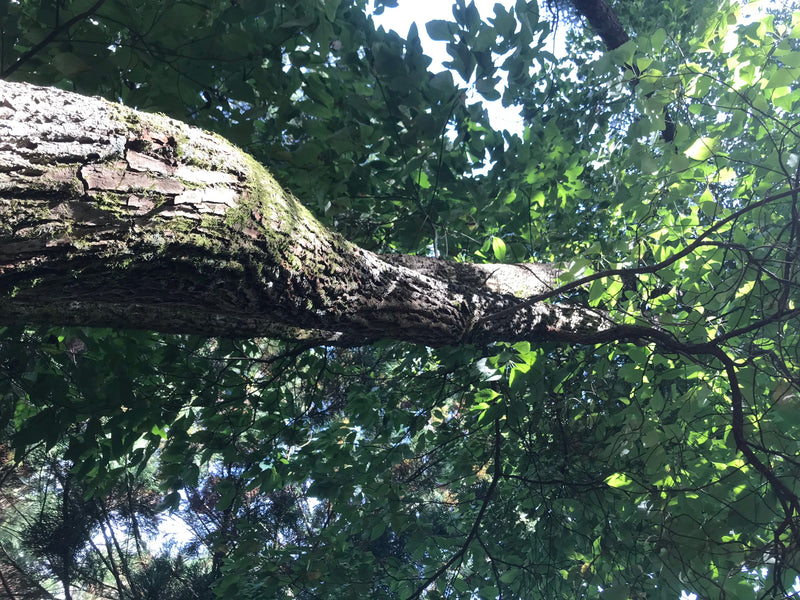 Sassafrasbaum — foto 1 di 3