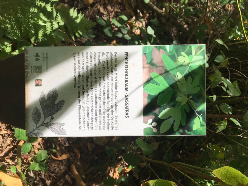 Sassafrasbaum — foto 3 di 3