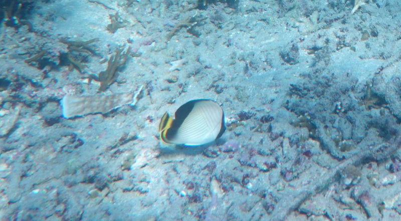 Pesce farfalla da sella — Bild 1