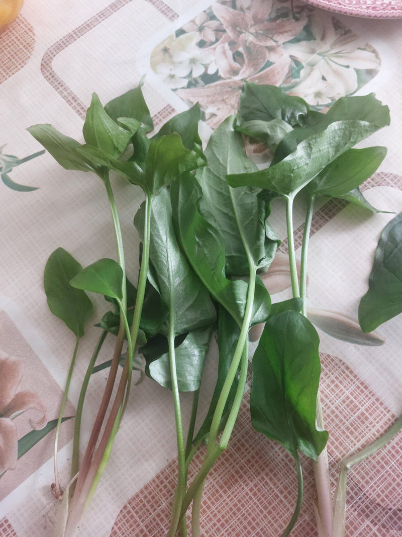 Acetosa — Bild 1