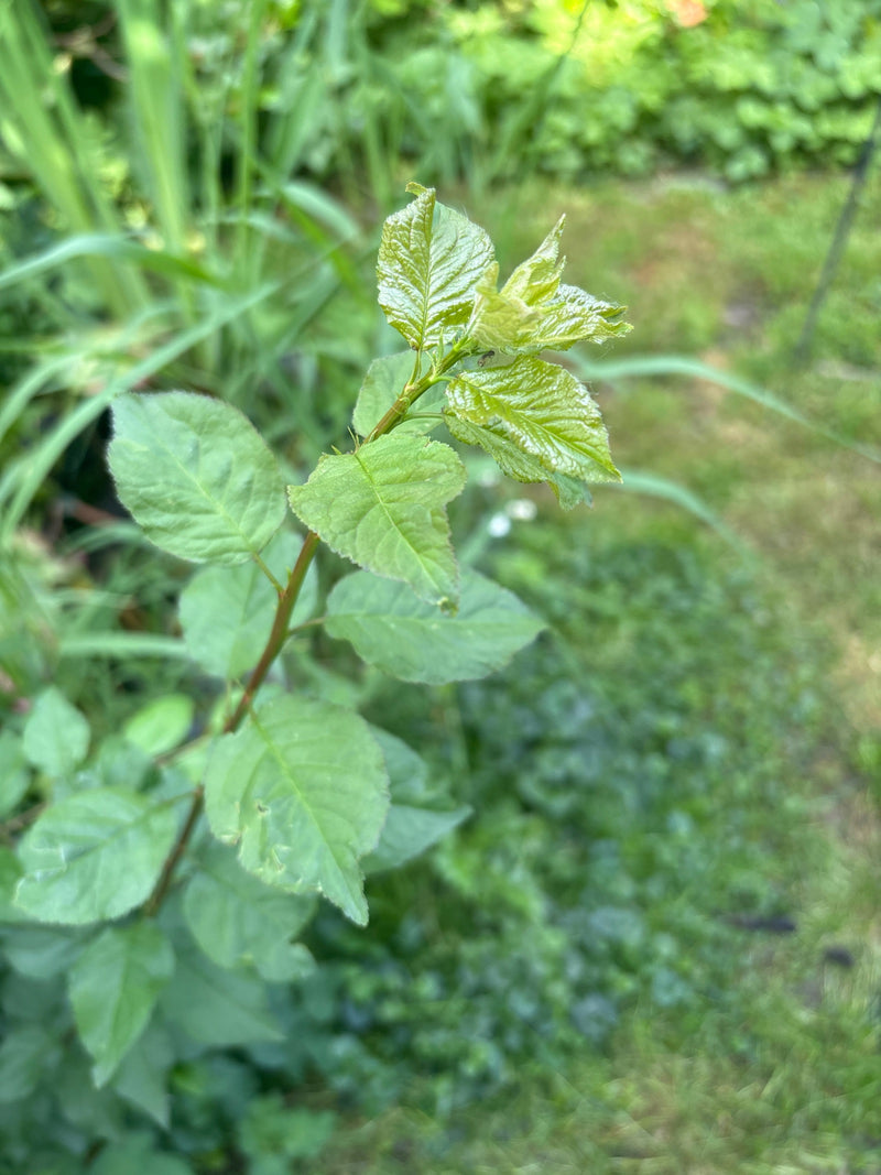Ciliegie di vetro — Bild 1