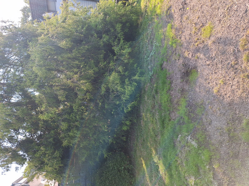 Cipresso Sawara — Bild 1