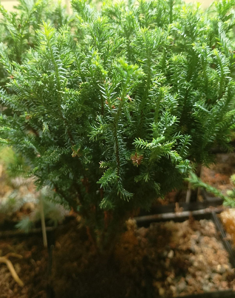Cipresso Sawara — foto 3 di 4