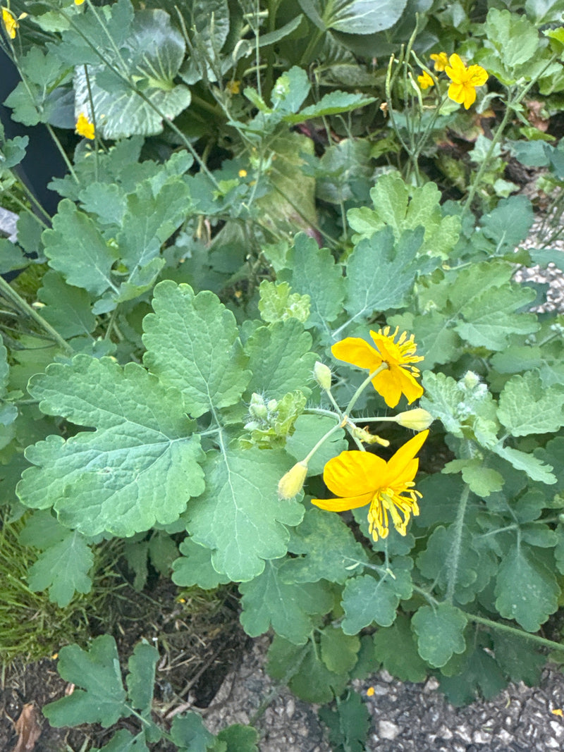 L'immagine mostra una pianta di celidonia con i suoi tipici fiori gialli e foglie lobate.