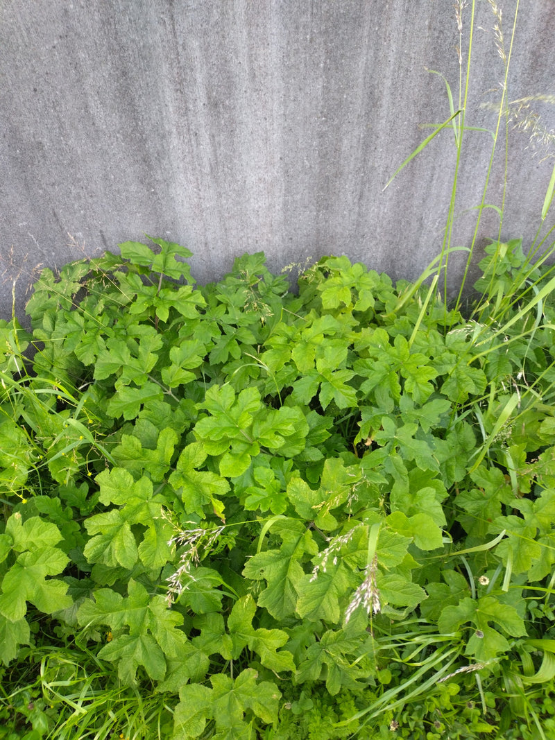 L'immagine mostra una pianta verde di celidonia maggiore con le sue tipiche foglie lobate. Cresce davanti a un muro grigio.