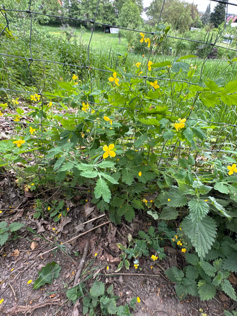 Si vede una pianta di celidonia in fiore con fiori gialli e foglie lobate che cresce davanti a una recinzione a rete.