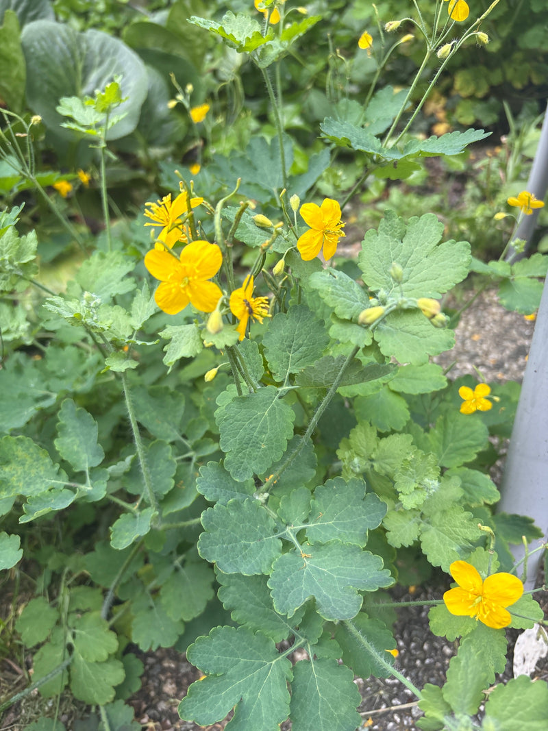 Si vede una pianta di celidonia in fiore con fiori giallo vivo e foglie tipicamente lobate. Cresce all'aperto su un terreno da giardino ombreggiato.