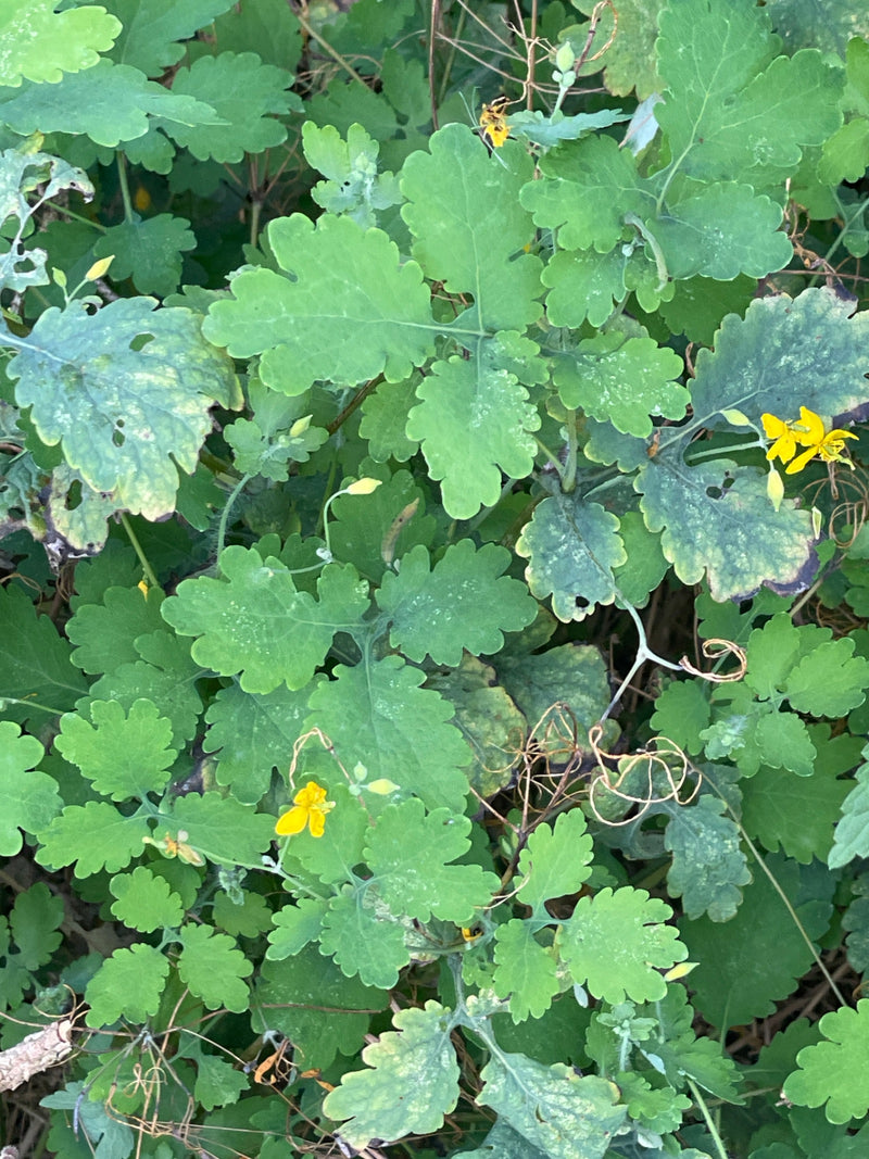 Si vede un insieme di celidonia maggiore con foglie verdi lobate e piccoli fiori gialli. Lo scatto mostra la pianta dall'alto nel suo ambiente naturale.