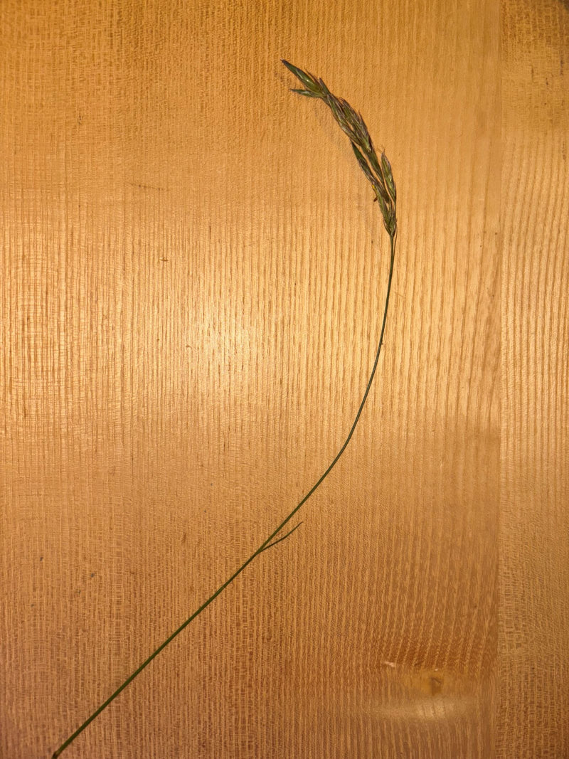 Festuca delle pecore — Bild 1