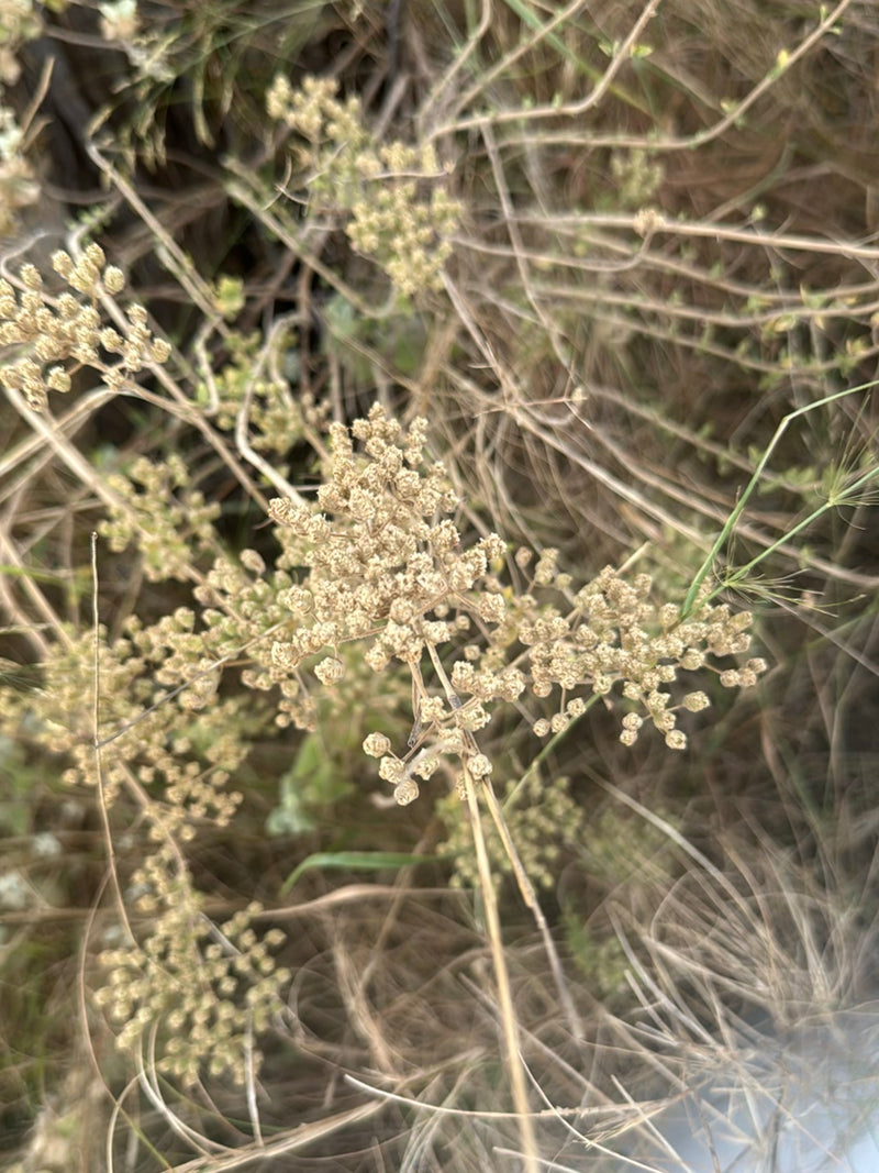 Achillee — foto 2 di 3