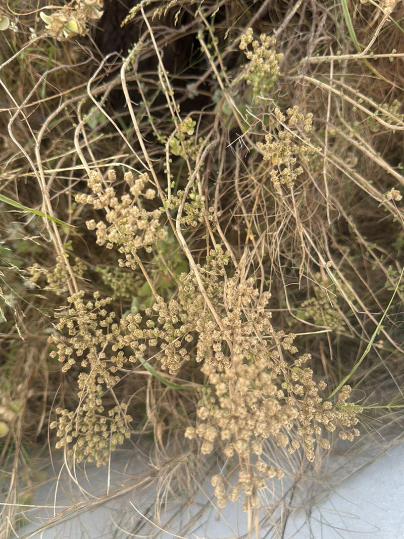 Achillee — foto 1 di 3