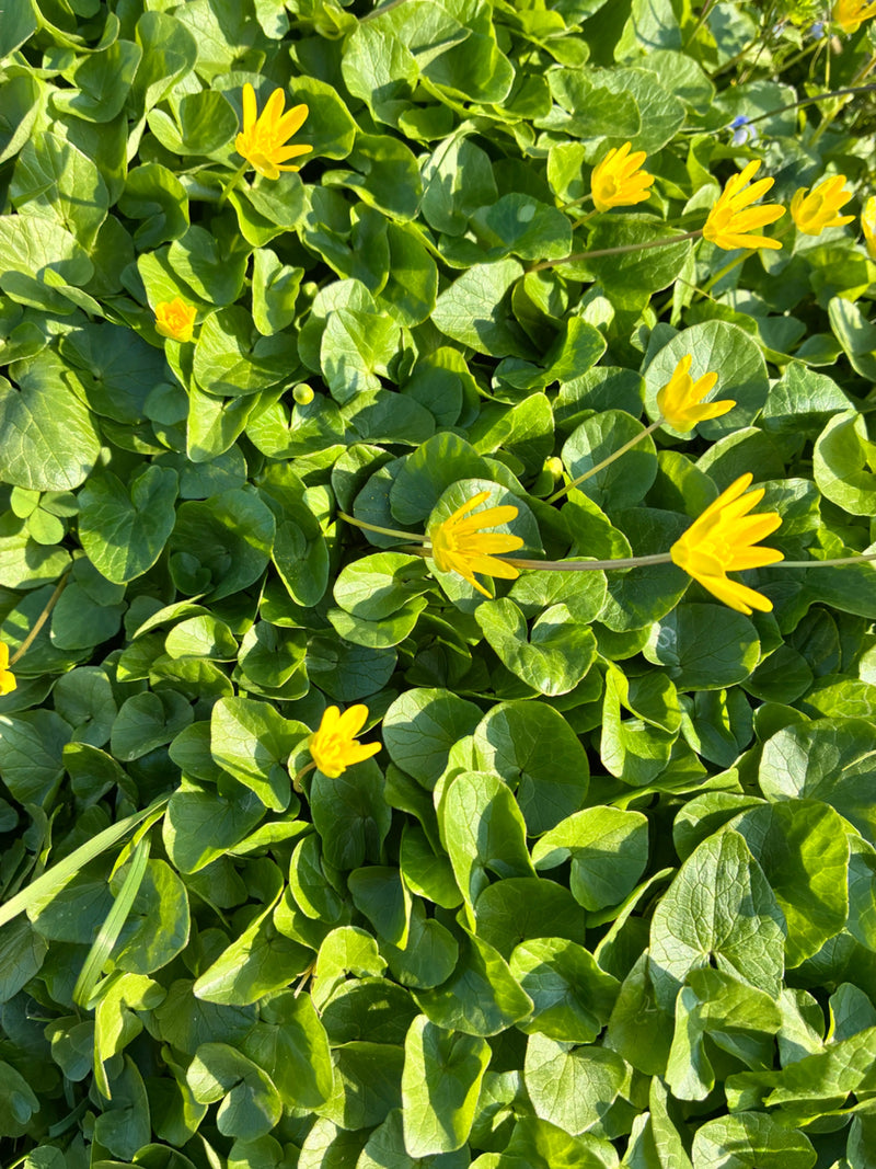 Cavolo minore — Bild 1