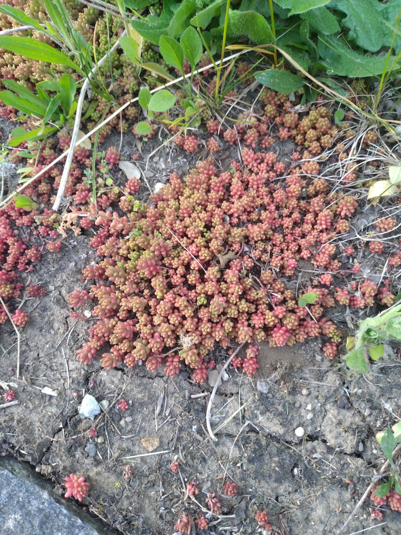Stonecrop — Bild 1