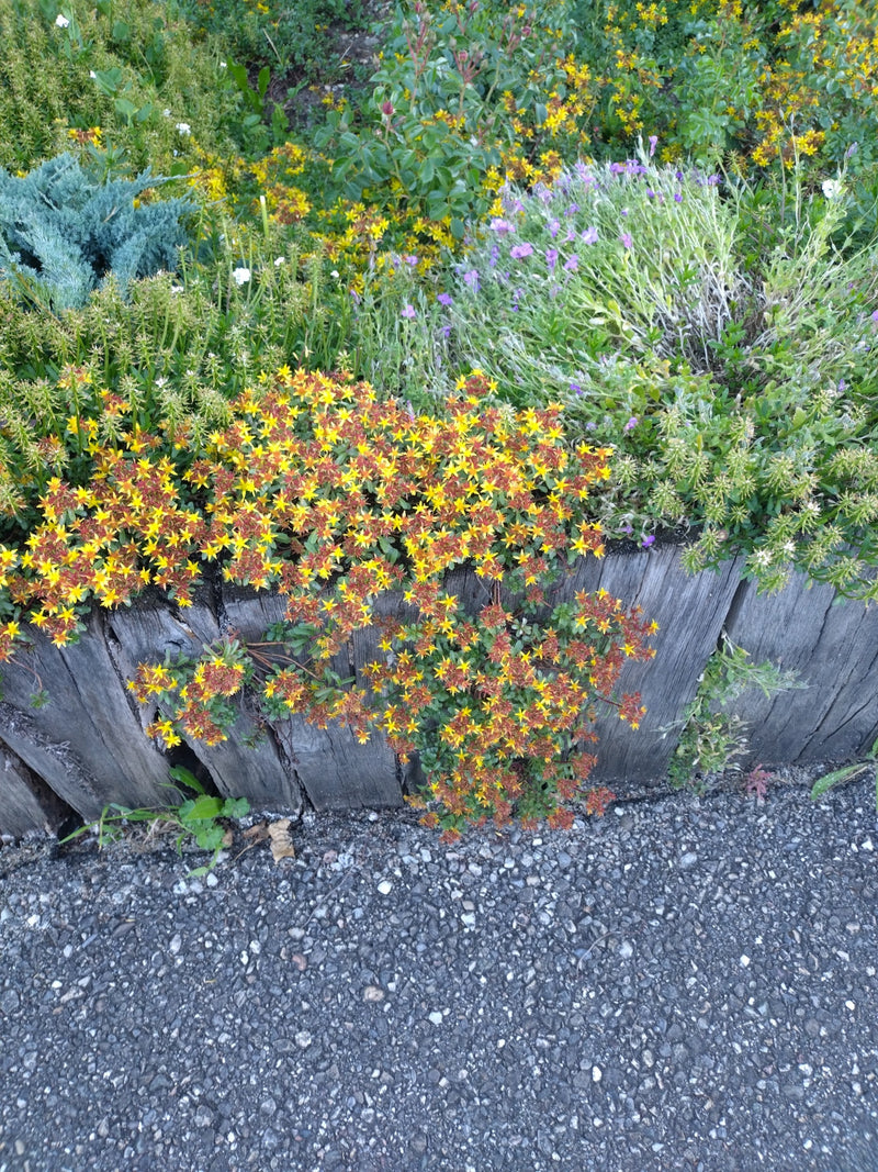 Si vede un sedum acre in fiore con fiori gialli, che cresce lungo un bordo di legno per aiuole. La pianta mostra la sua tipica crescita in un ambiente da gia...