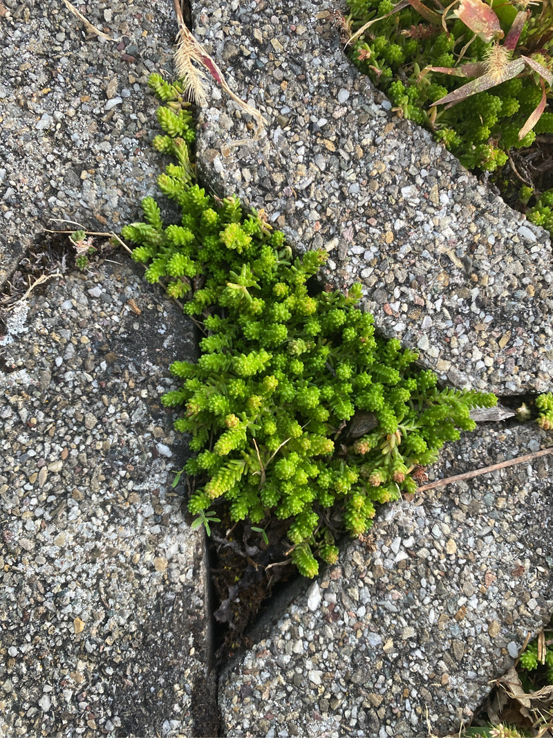 Si vede un sedum acre che cresce densamente in uno spazio tra le pietre da pavimentazione. Le foglie succulente verde chiaro sono ben riconoscibili.