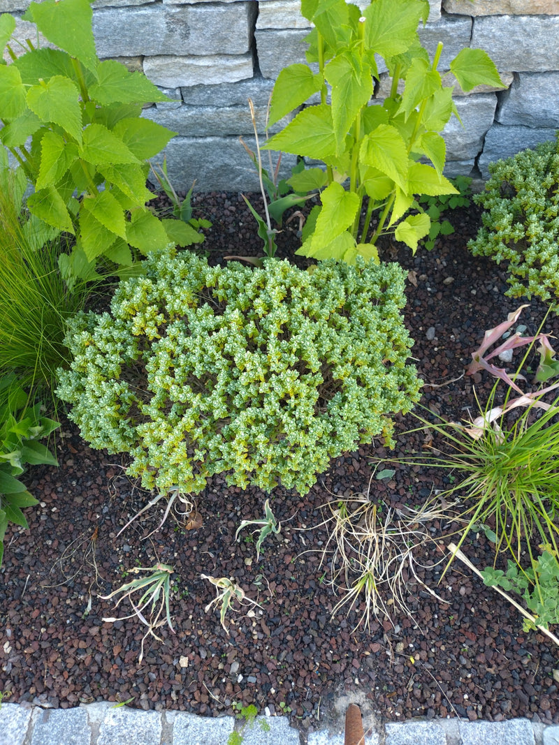 Si vede un sedino acre compatto che cresce in un'aiuola con ghiaia scura davanti a un muro di pietra naturale. La pianta mostra le sue tipiche foglie piccole...