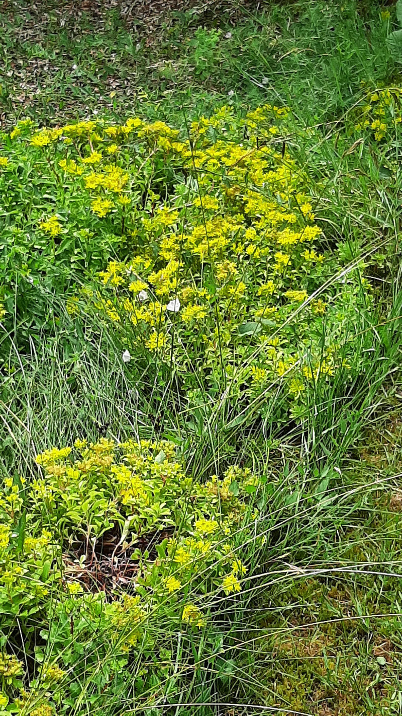 L'immagine mostra un sed acre in fiore con tipici fiori gialli che crescono in un prato. Lo scatto mostra la pianta dall'alto nel suo ambiente naturale.