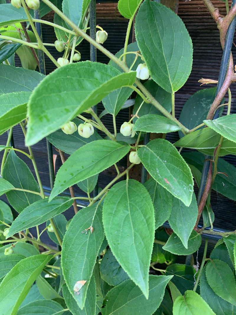 Stilo a raggi a denti affilati (mini kiwi) — foto 4 di 5