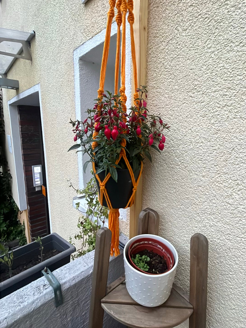 Fucsie — Bild 2