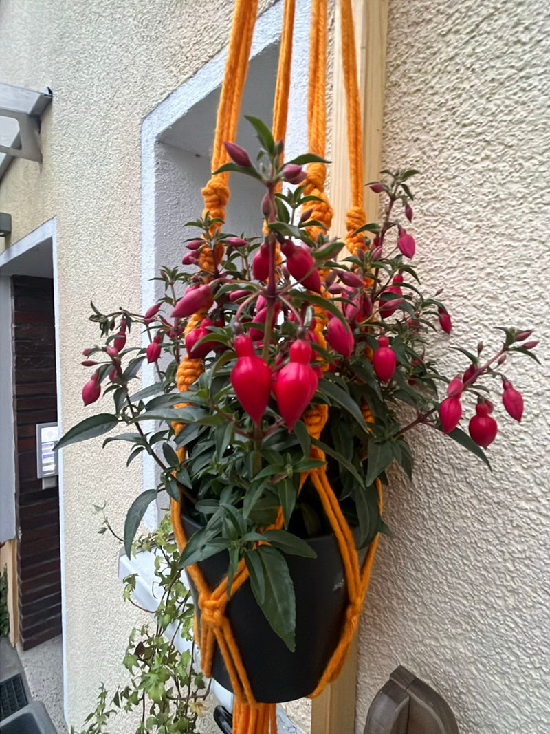 Fucsie — Bild 1