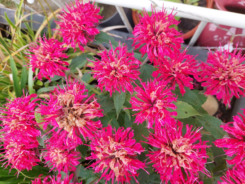 Si vedono diversi fiori rosso vivo di monarda in primo piano dall'alto. I capolini sono vicini tra loro davanti al fogliame verde.