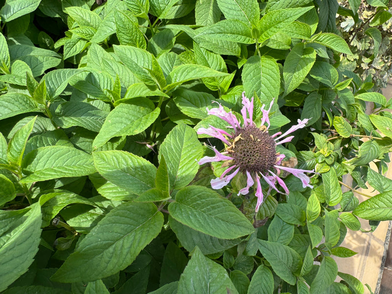 Un fiore viola chiaro di monarda circondato da un fitto fogliame verde.