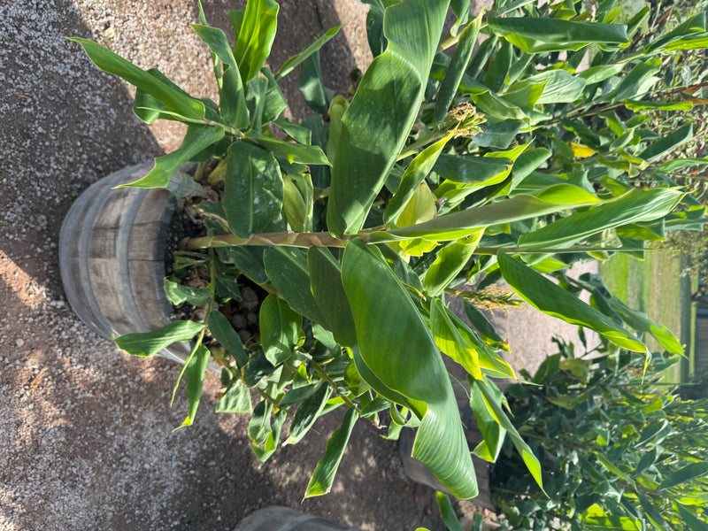 Un giglio zenzero scarlatto in vigorosa crescita con ampie foglie lanceolate, piantato in una mezza botte di legno.