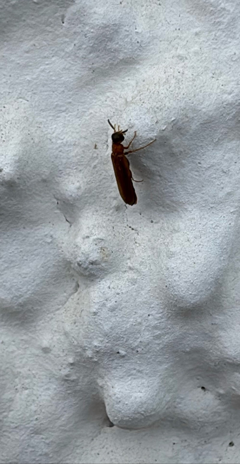 Scarabeo di fuoco scarlatto — Bild 3
