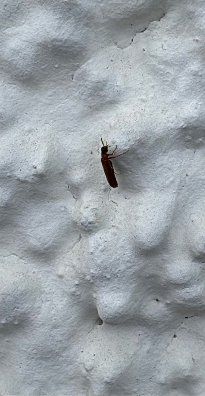 Scarabeo di fuoco scarlatto — Bild 2