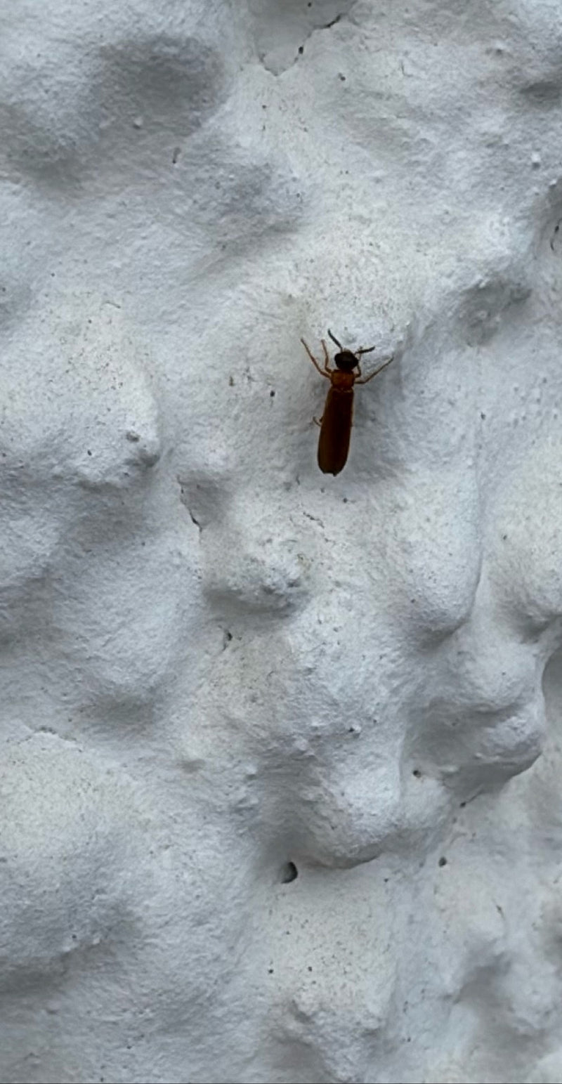 Scarabeo di fuoco scarlatto — Bild 1