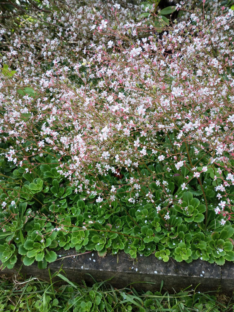 Sassifraga ombra — Bild 1