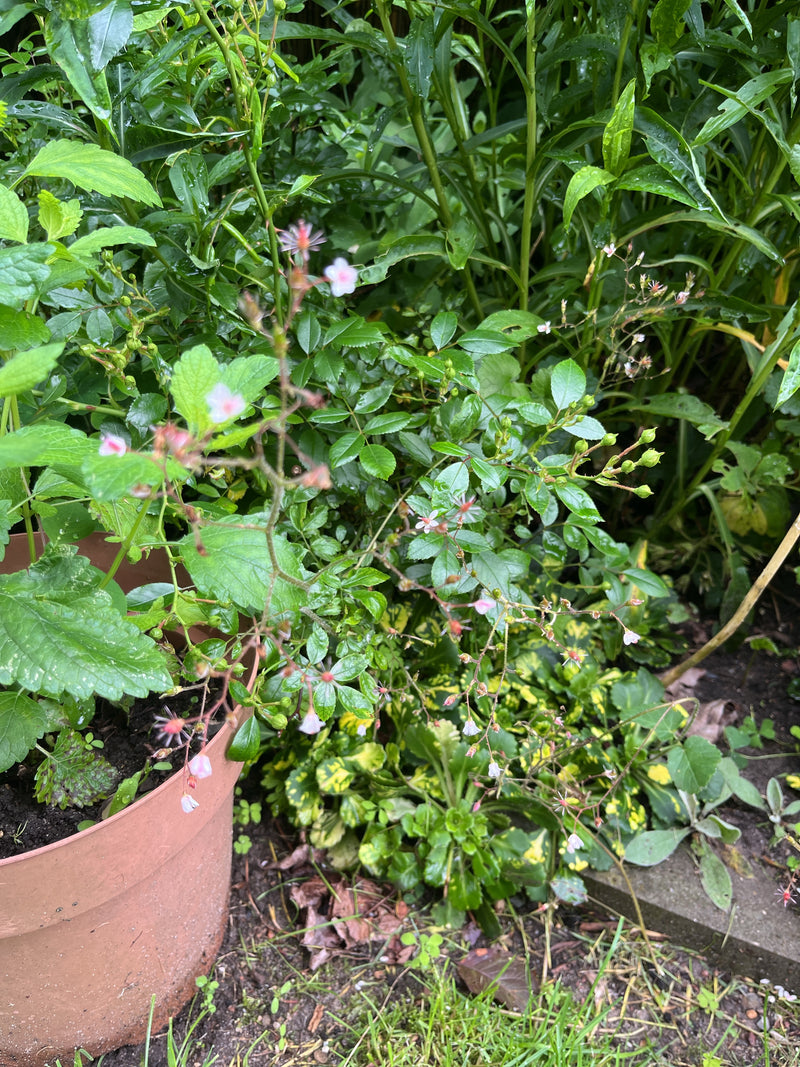 Sassifraga ombra — Bild 2