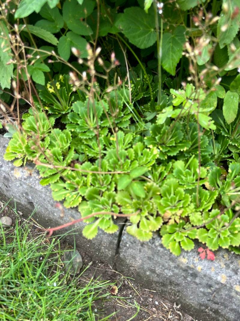Sassifraga ombra — Bild 3