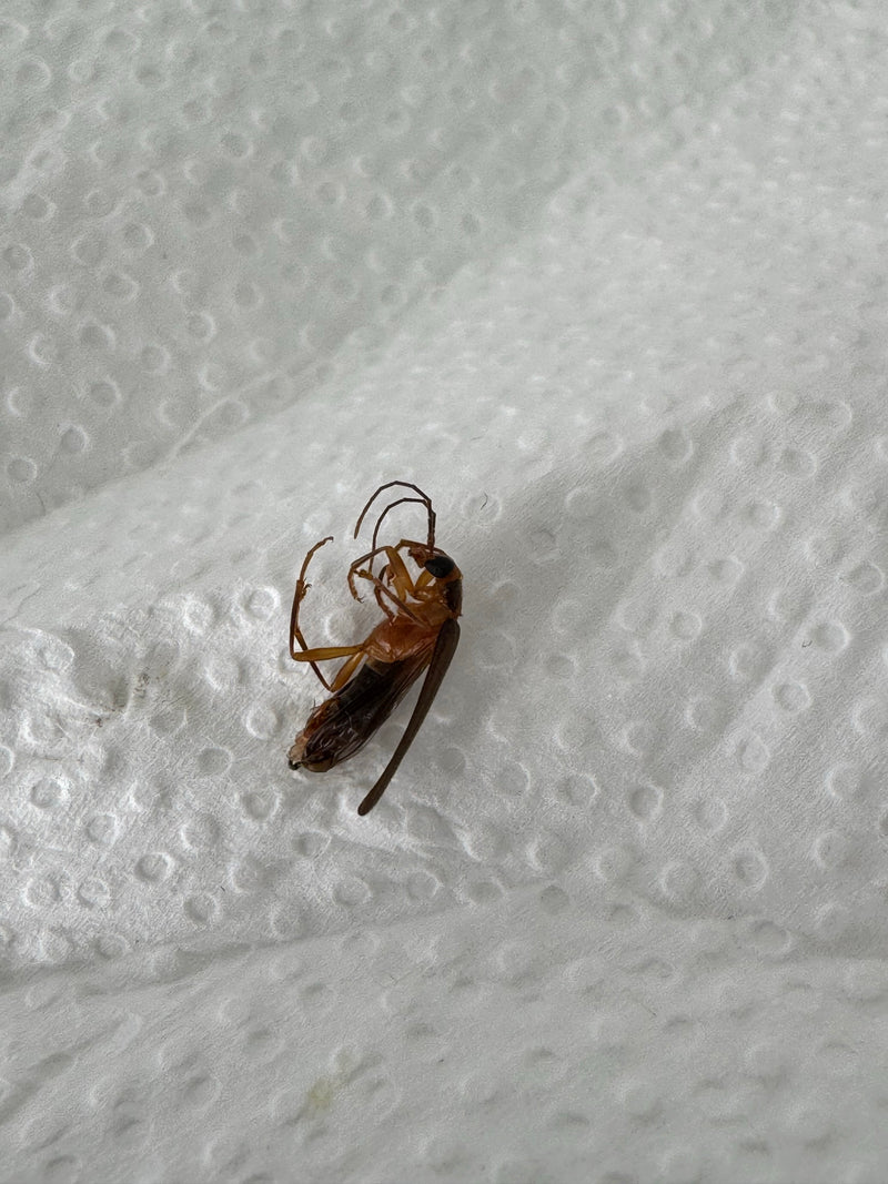 Simpatico scarabeo dalle corna lunghe — Bild 2