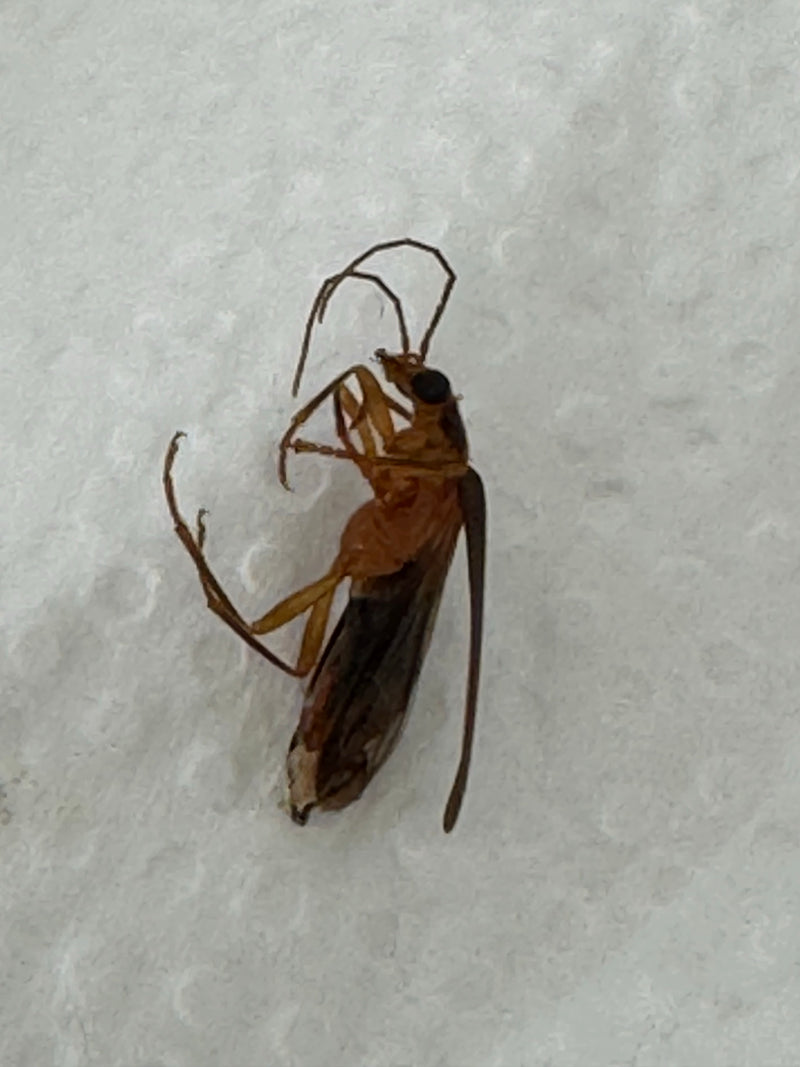 Simpatico scarabeo dalle corna lunghe — Bild 1