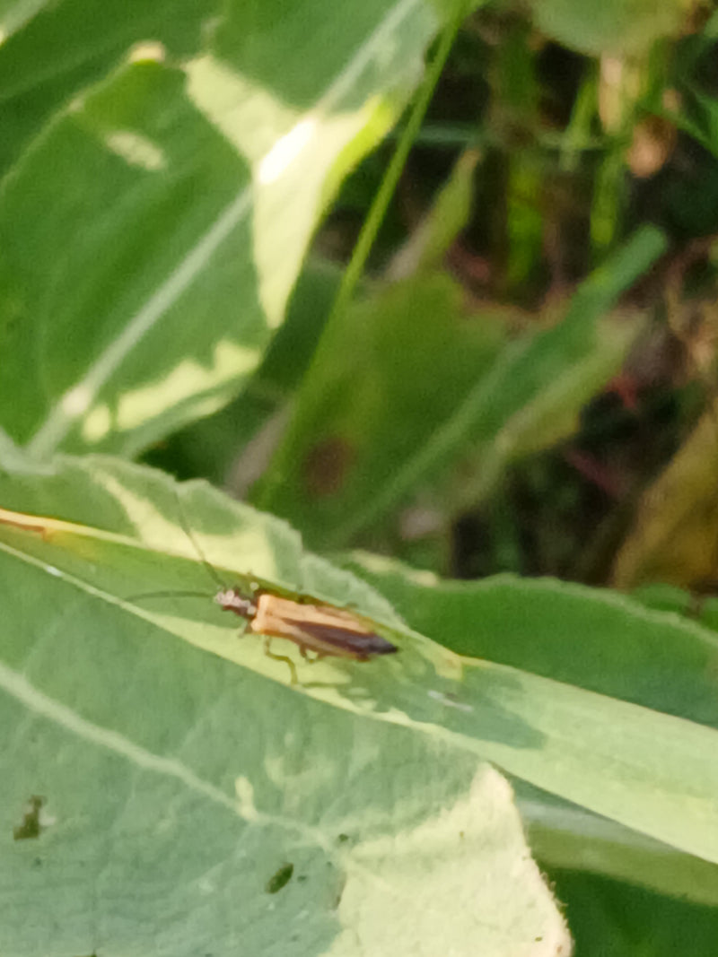 Simpatico scarabeo dalle corna lunghe — foto 3 di 3