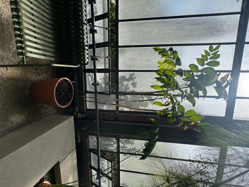 Schiedes Bergpalme — foto 1 di 1