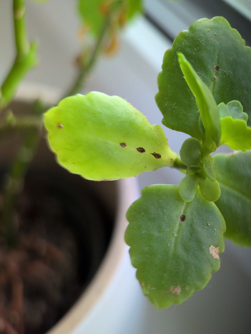 Diverse cocciniglie sono visibili come piccole macchie scure sulle foglie verdi di una pianta d'appartamento. Si trovano immobili sulla superficie della foglia.