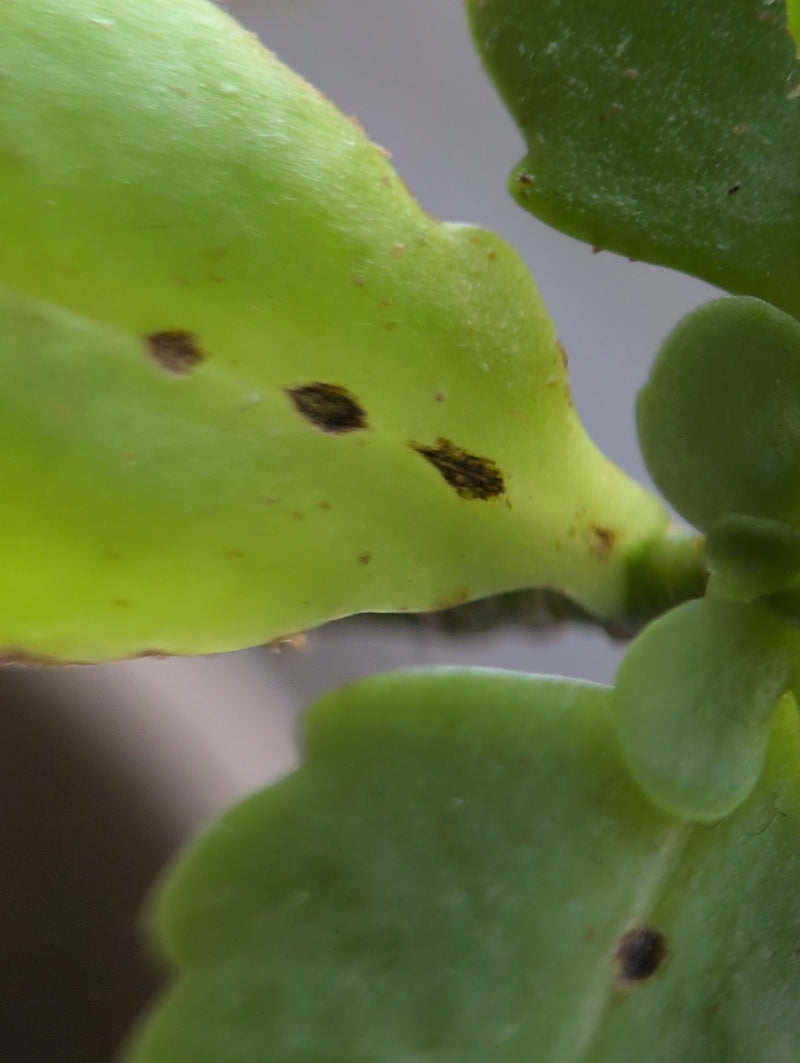 Piccoli e scuri insetti cocciniglie sono visibili come macchie sulle foglie verde chiaro di una pianta. L'immagine mostra un primo piano.